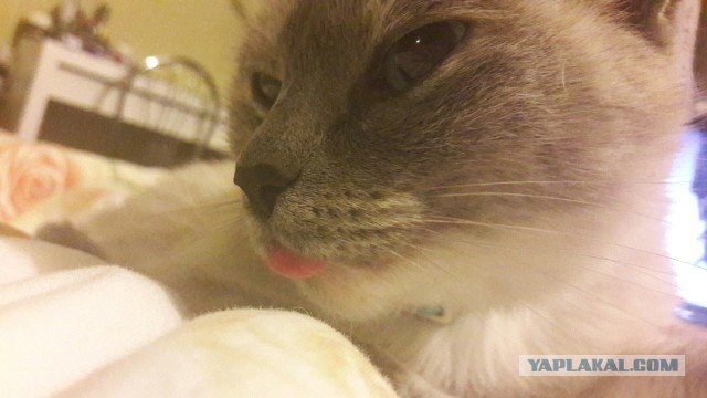 Котовторник 22.11.2016