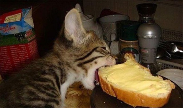 Коты из сети
