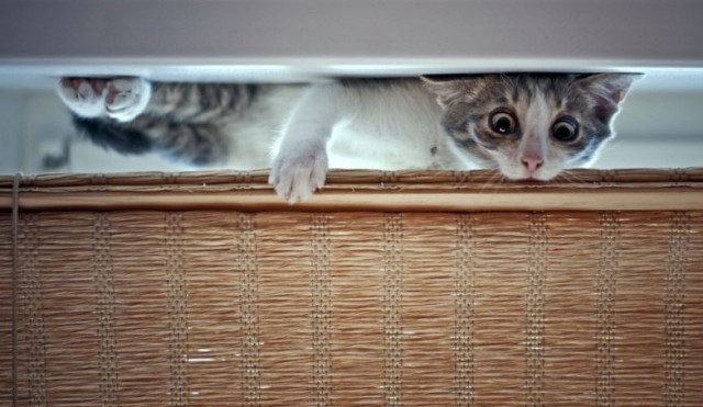 Коты из сети