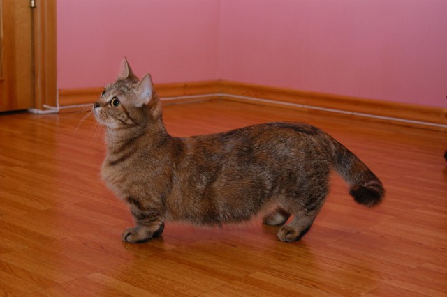 Коты из сети