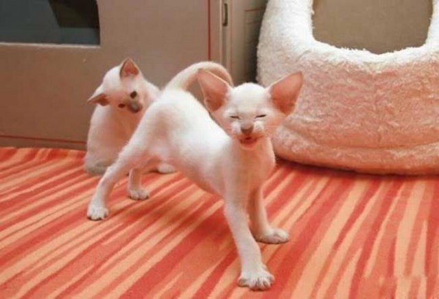 Коты из сети