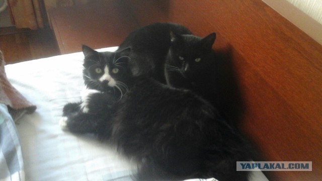Покажи свою киску?