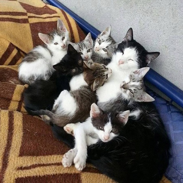 Коты и Кошки