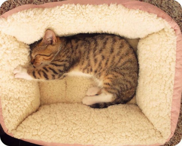 Коты и Кошки
