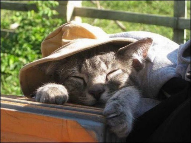 Коты и Кошки