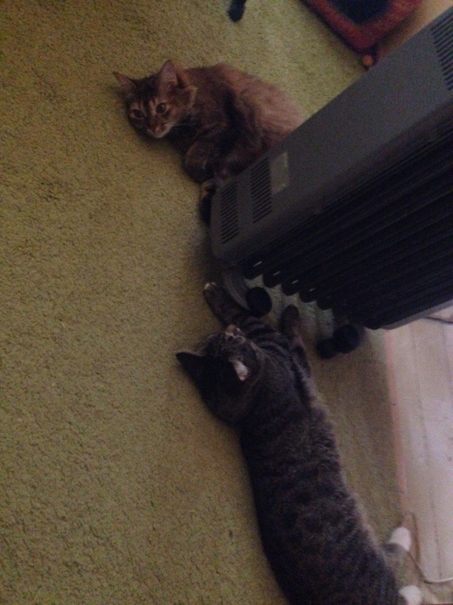 Коты и Кошки