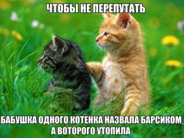 Прикольные картинки 23.06.2017.