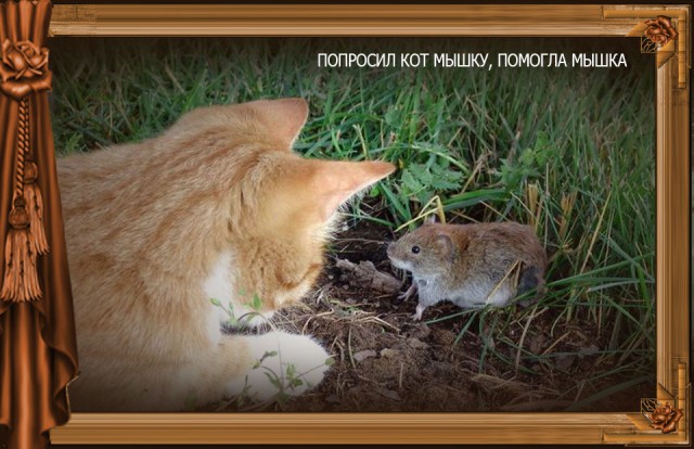 Сказка Репка диафильм (к котовторнику)