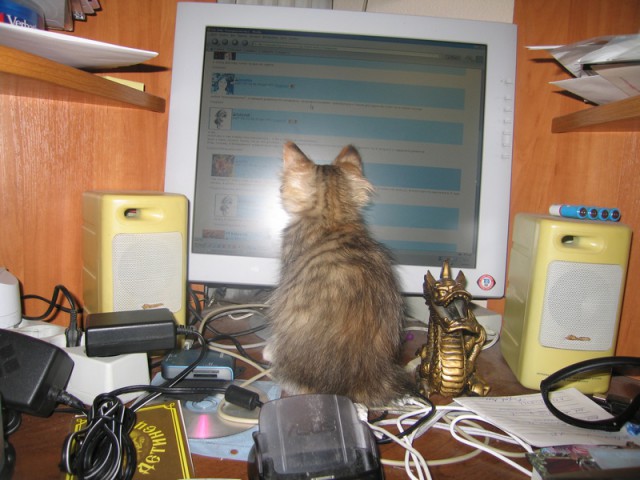 Коты и Кошки