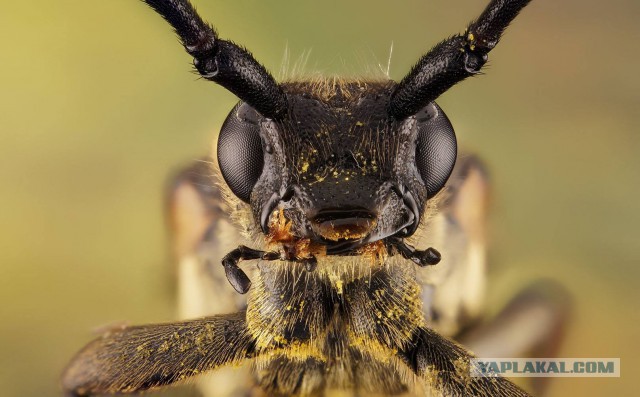 Макро портреты  «extreme macro»