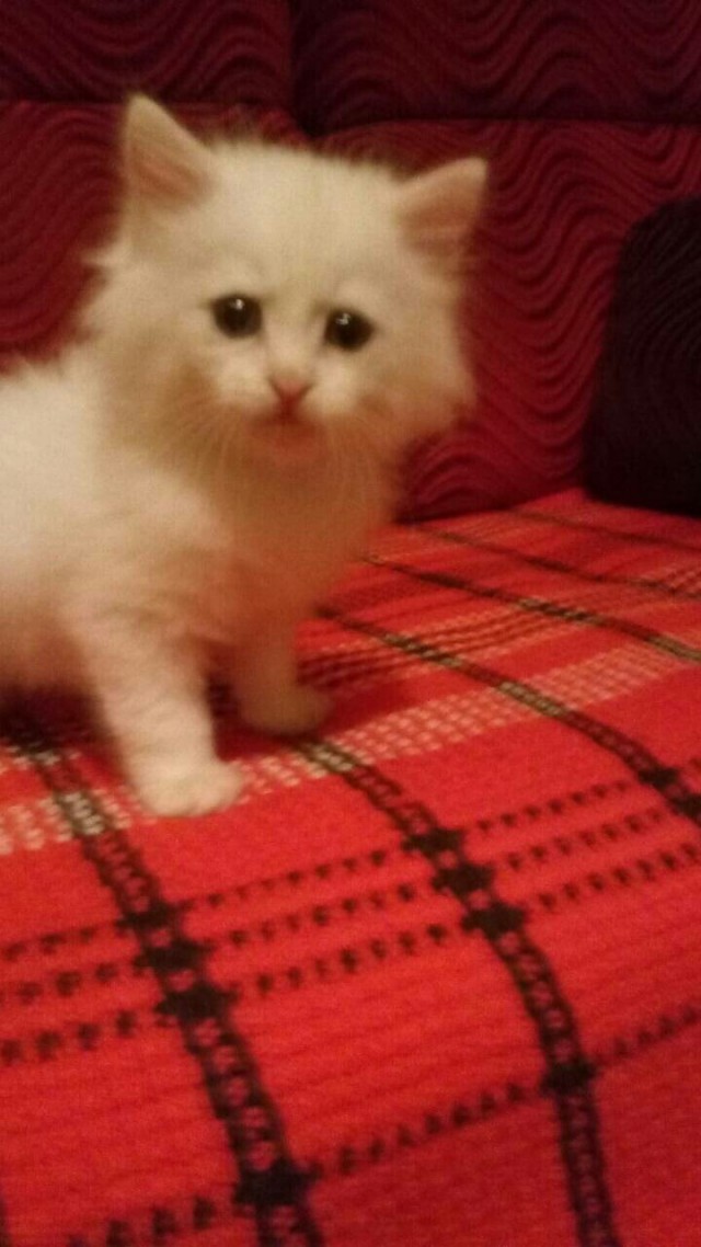 Коты и Кошки