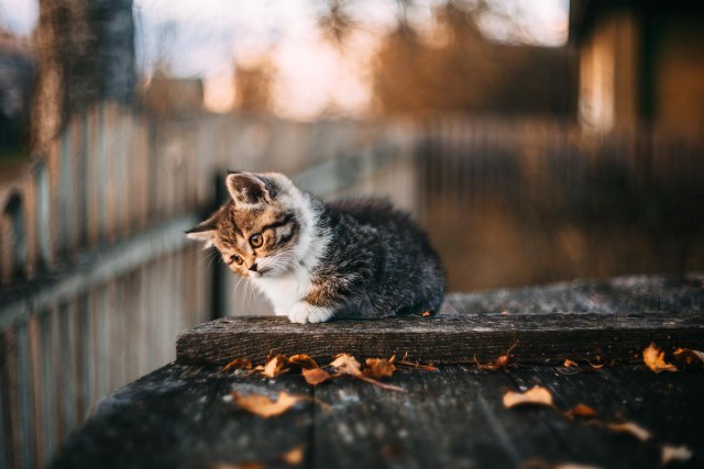 Коты и Кошки