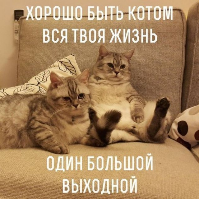 Просто солянка из картинок.