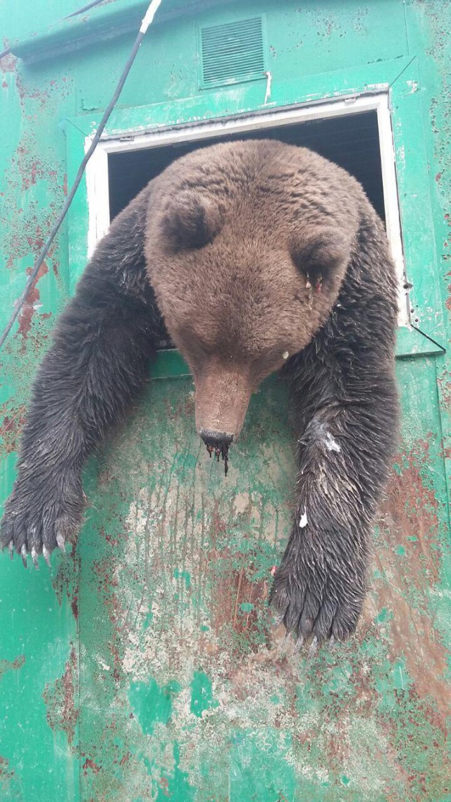Выгрузили мишку...