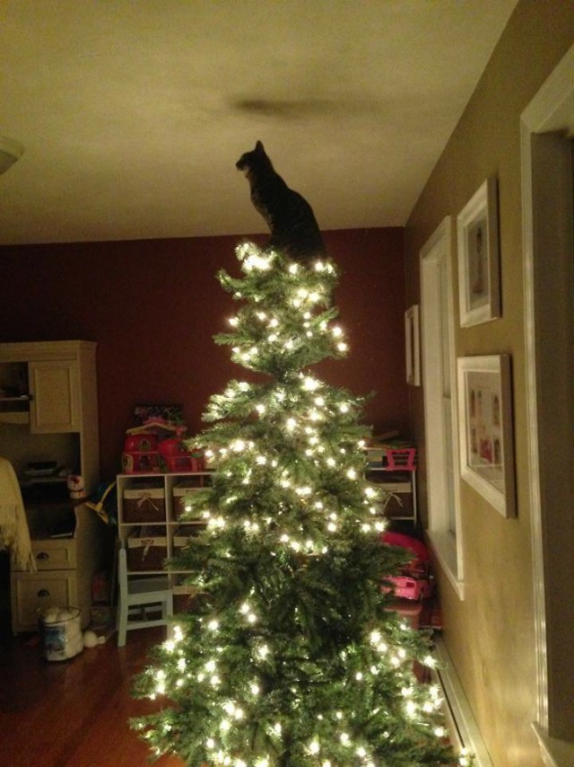 Коты и Кошки