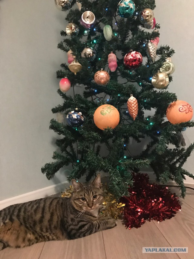 Котовторник  19.12.2017
