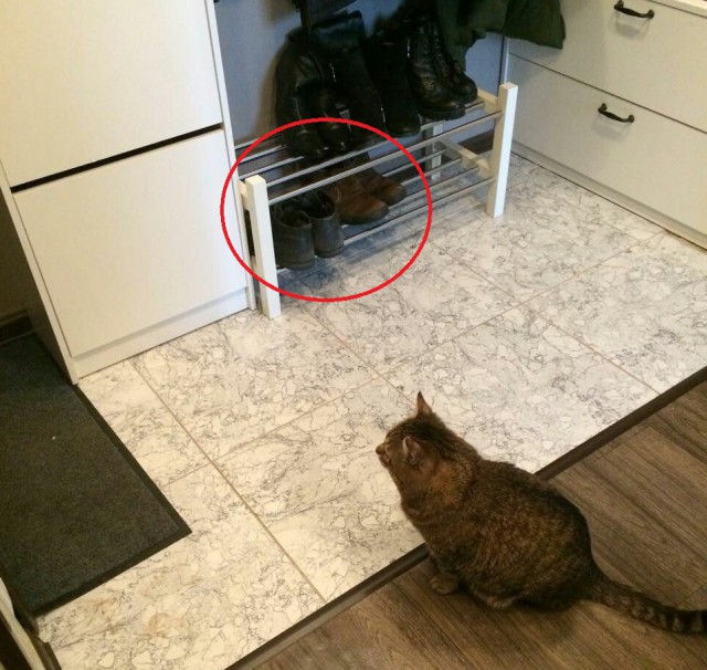 Кот ждет с рыбалки