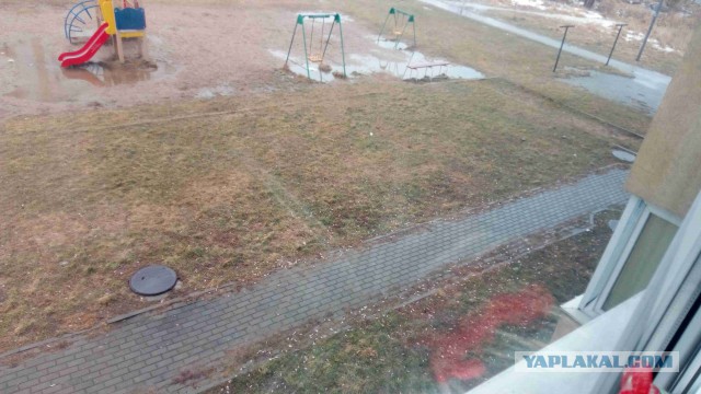 Как заставить владельцев собак убирать за ними