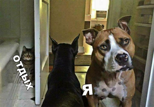 Нестандартный юмор
