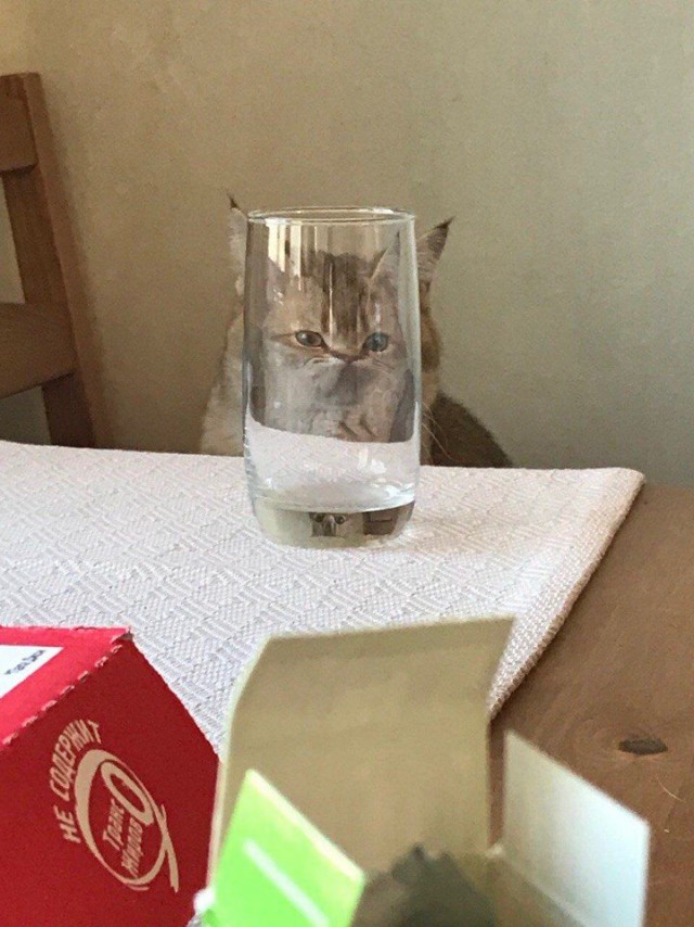 Прикольных котов пост