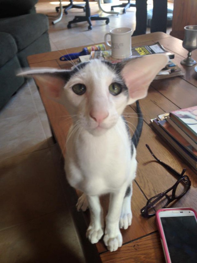 Котовторник 05.06.2018