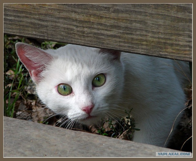 Котовторник (06.01)