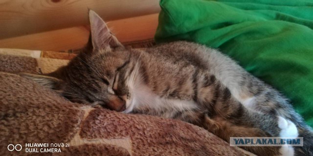 Котовторник  31.07.2018