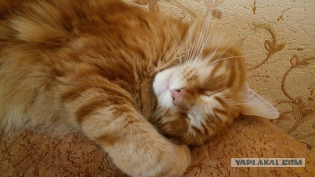 Котовторник 07.08.2018