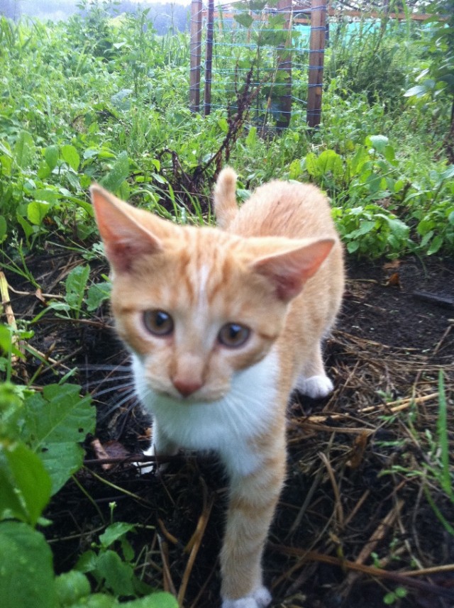 Десантный котовторник