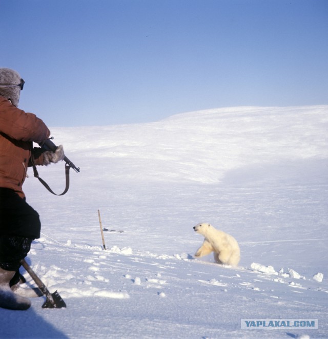 Депутат предложить усилить охрану редких животных путем охоты на них
