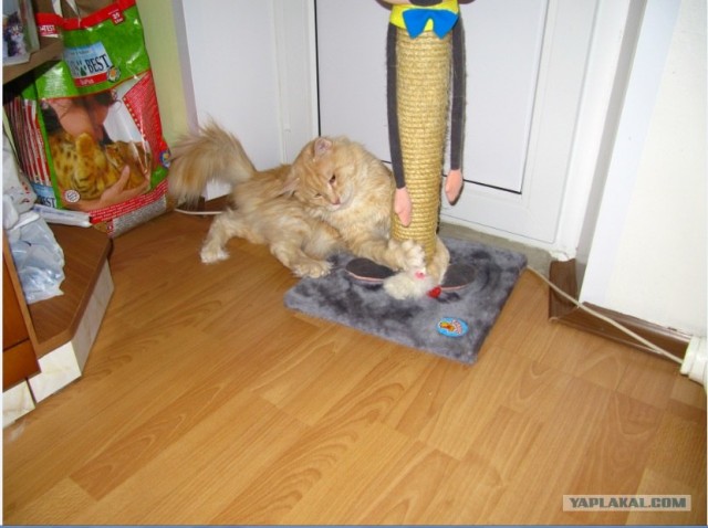 Котовторник 13.12.11 - магическе числа