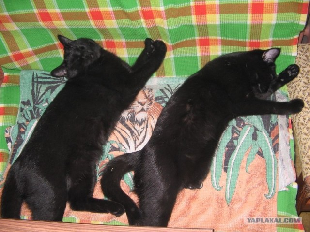 Котовторник  от 3.04.2012