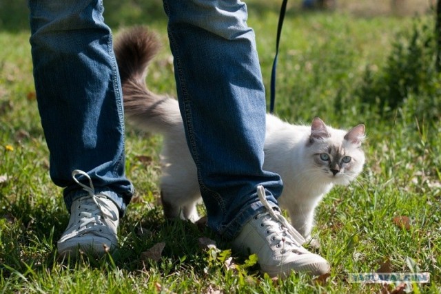 Котовторник 17.04.2012