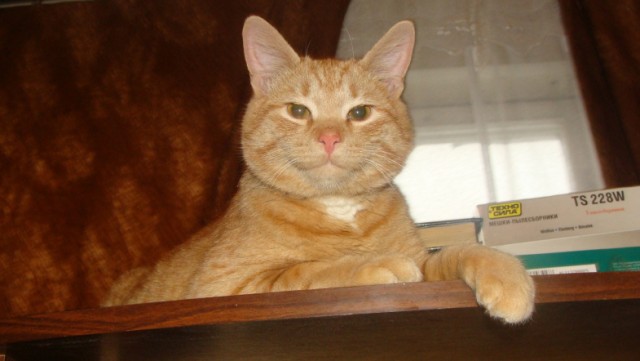 Котовторник  12. 06. 2012