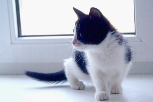 Котовторник  28.08.12