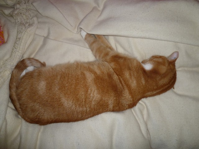 Котовторник  16.10.12
