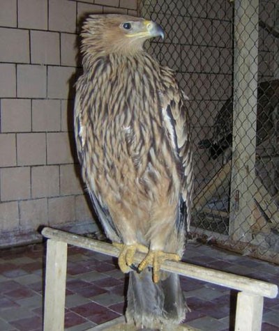 Очередной беспредел и жестокость