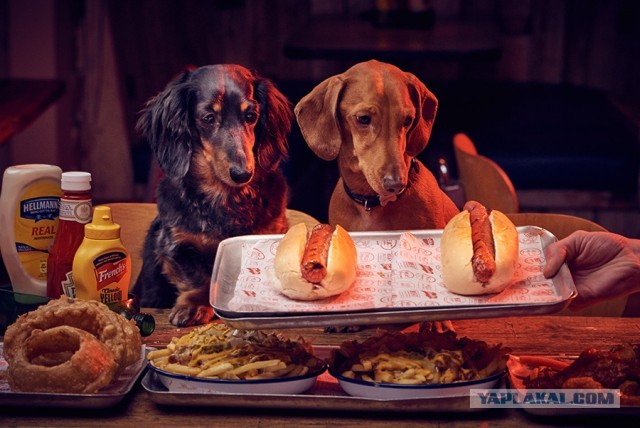 "О, еда!" - фотограф снимает забавные реакции собак на угощения