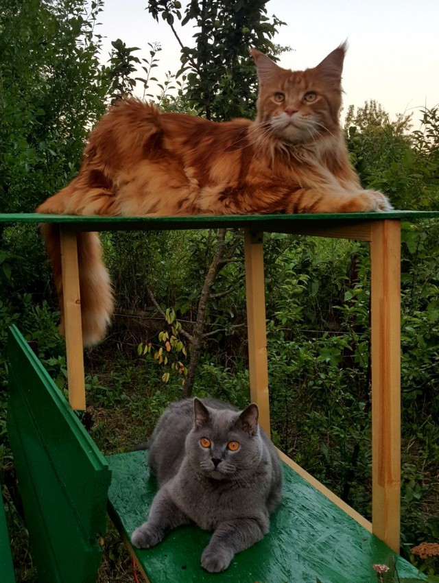 ̶К̶о̶р̶о̶н̶  Котовторник!