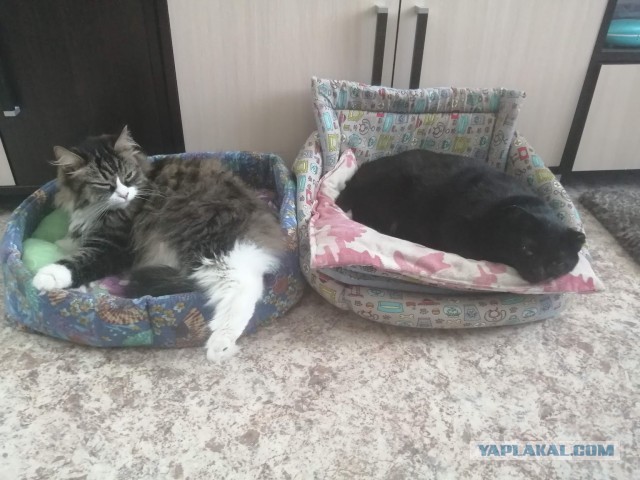 Решил изменить судьбу котейки