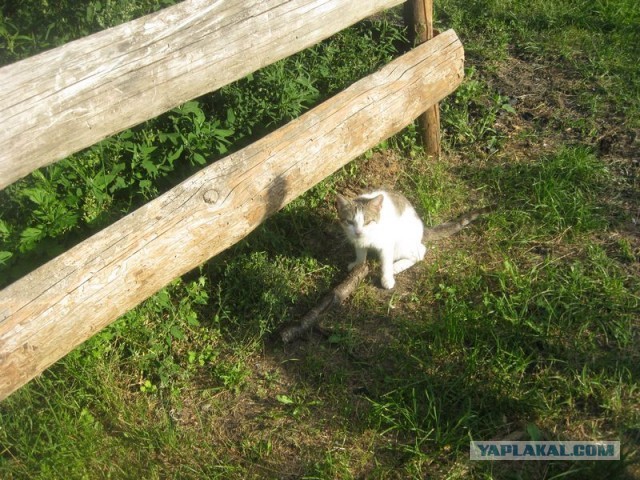 Жизнь домашнего приюта для котеек 299