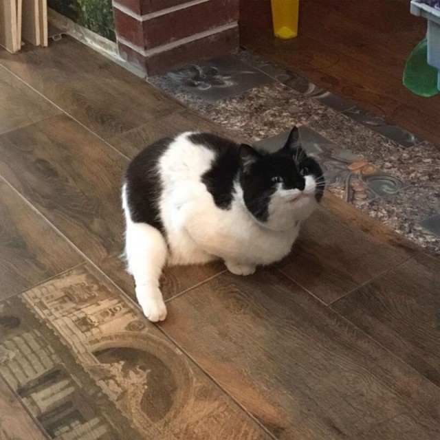 Котовторник?! Коты во вторник!