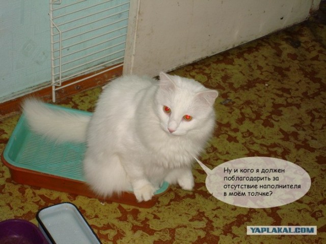 Отжабте моего кота