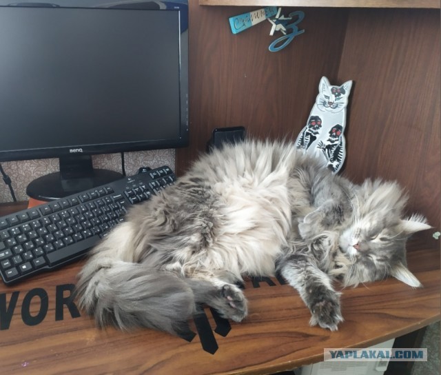 Котовторник 20.10.20