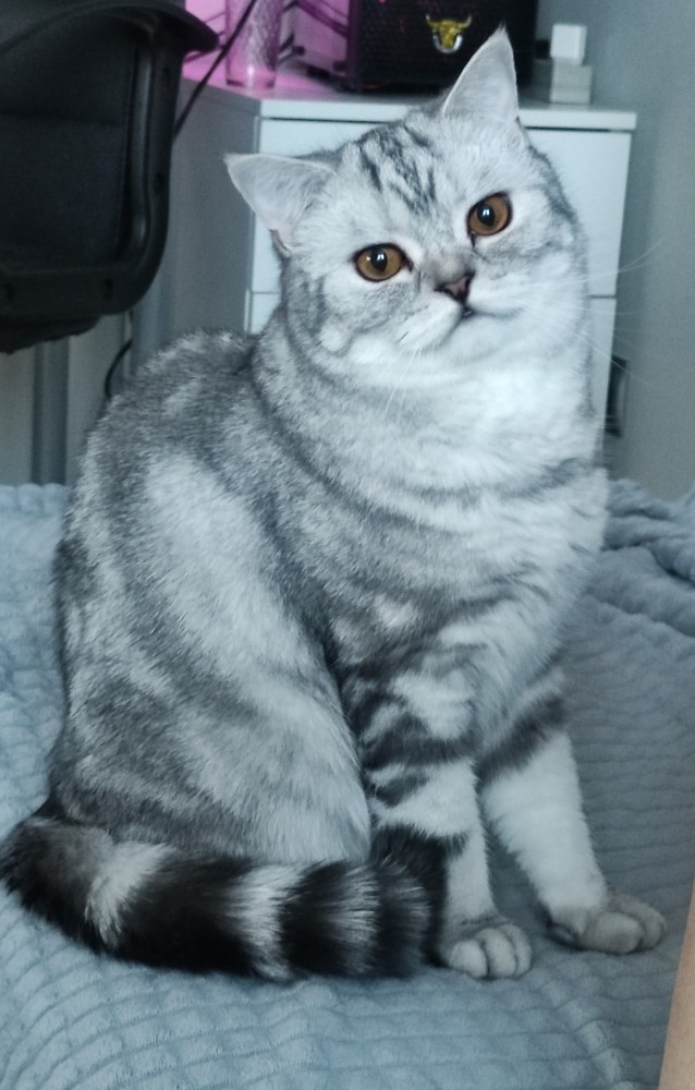 Котовторник же!