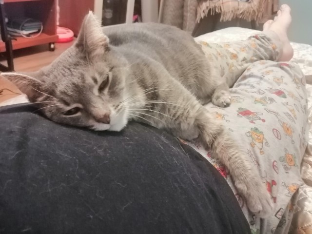 Даешь котовторник!