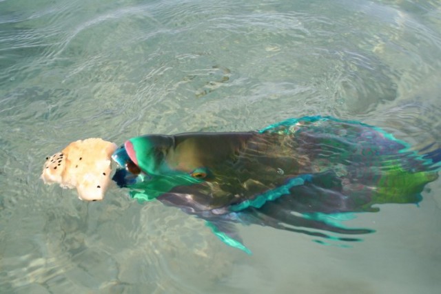 Рыба-попугай: Спит в густом скафандре из слизи, её клюв крошит кораллы, а выделения создают песок