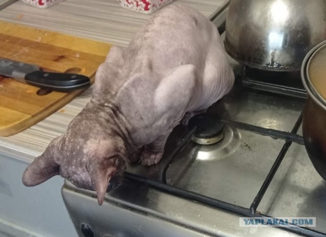 Хвалитесь своими кошечками
