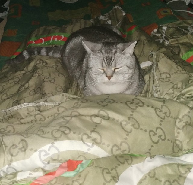 Котовторник