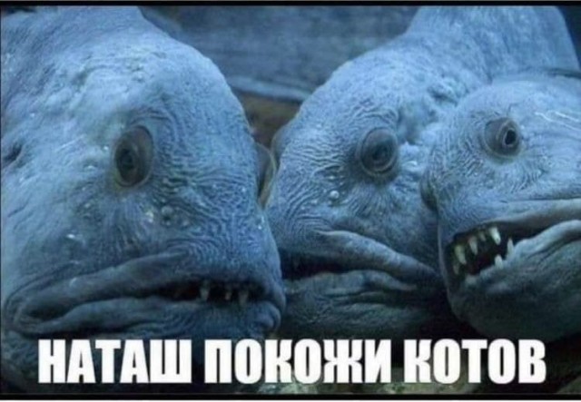 Весёлый полтишок 05.11